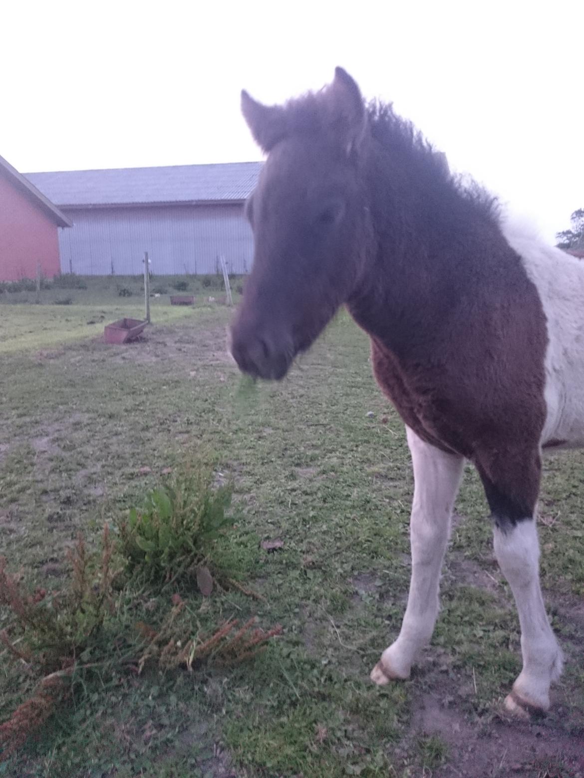 Islænder Ragnar frá Gammeltoft  billede 1