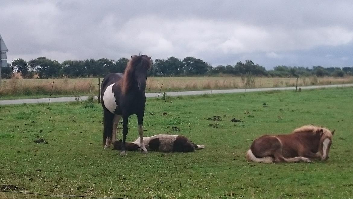 Islænder Ragnar frá Gammeltoft  billede 2