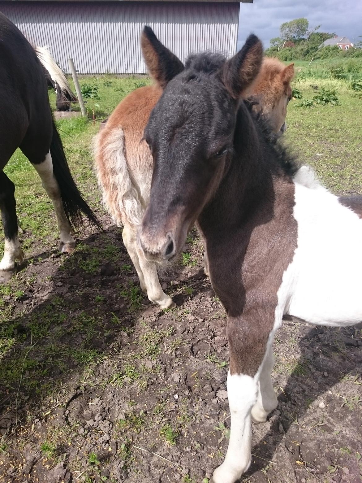 Islænder Ragnar frá Gammeltoft  billede 3