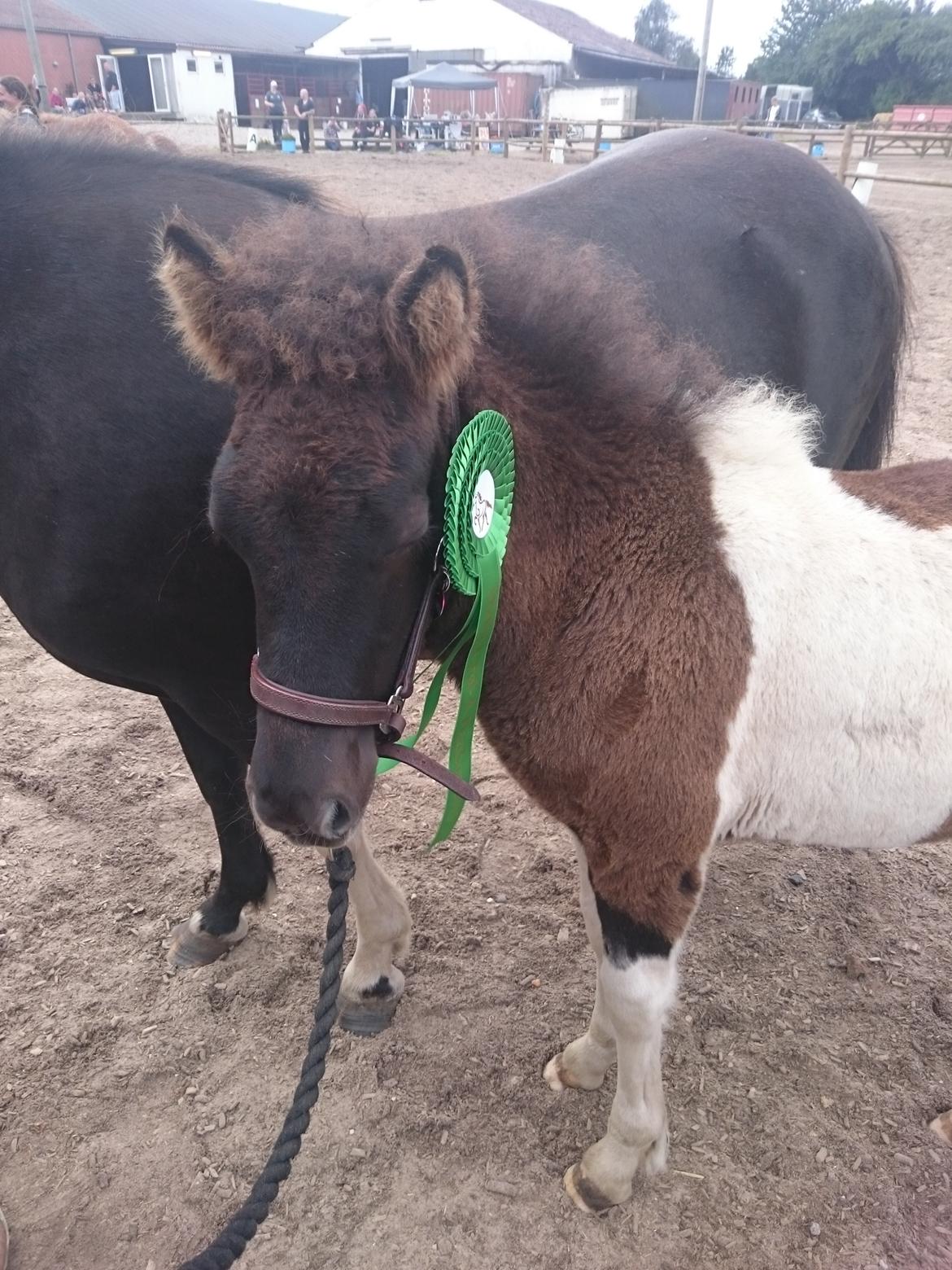 Islænder Ragnar frá Gammeltoft  billede 4