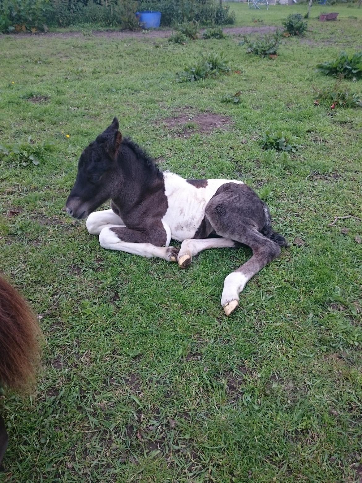 Islænder Ragnar frá Gammeltoft  billede 7