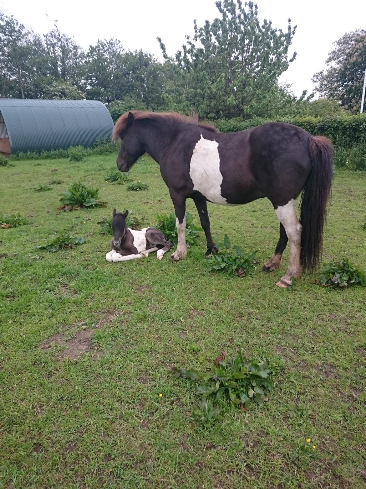 Islænder Ragnar frá Gammeltoft  billede 5