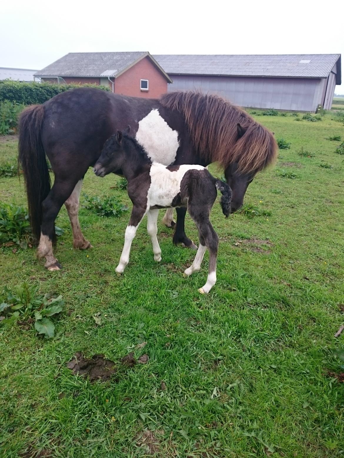 Islænder Ragnar frá Gammeltoft  billede 9
