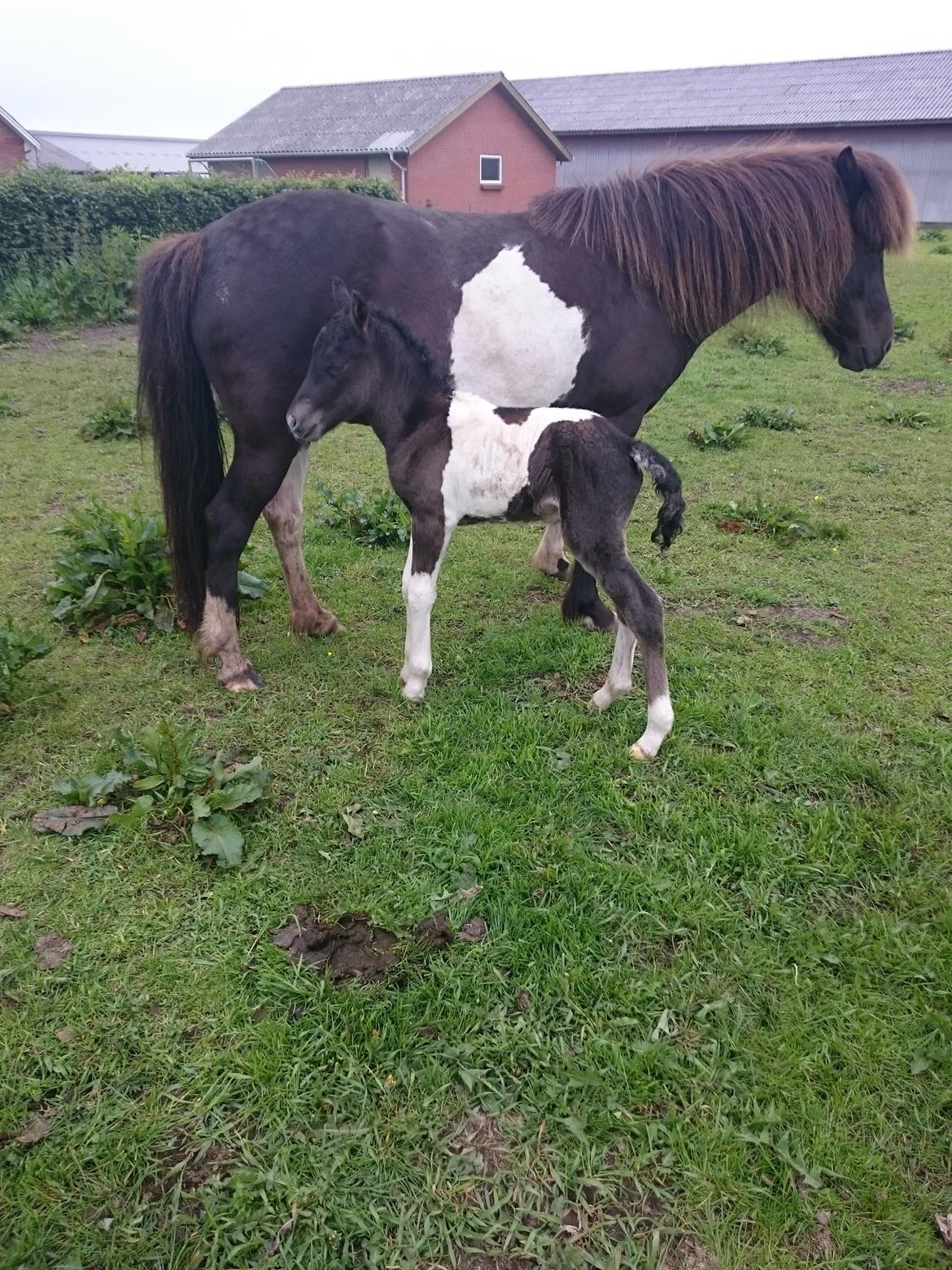 Islænder Ragnar frá Gammeltoft  billede 8