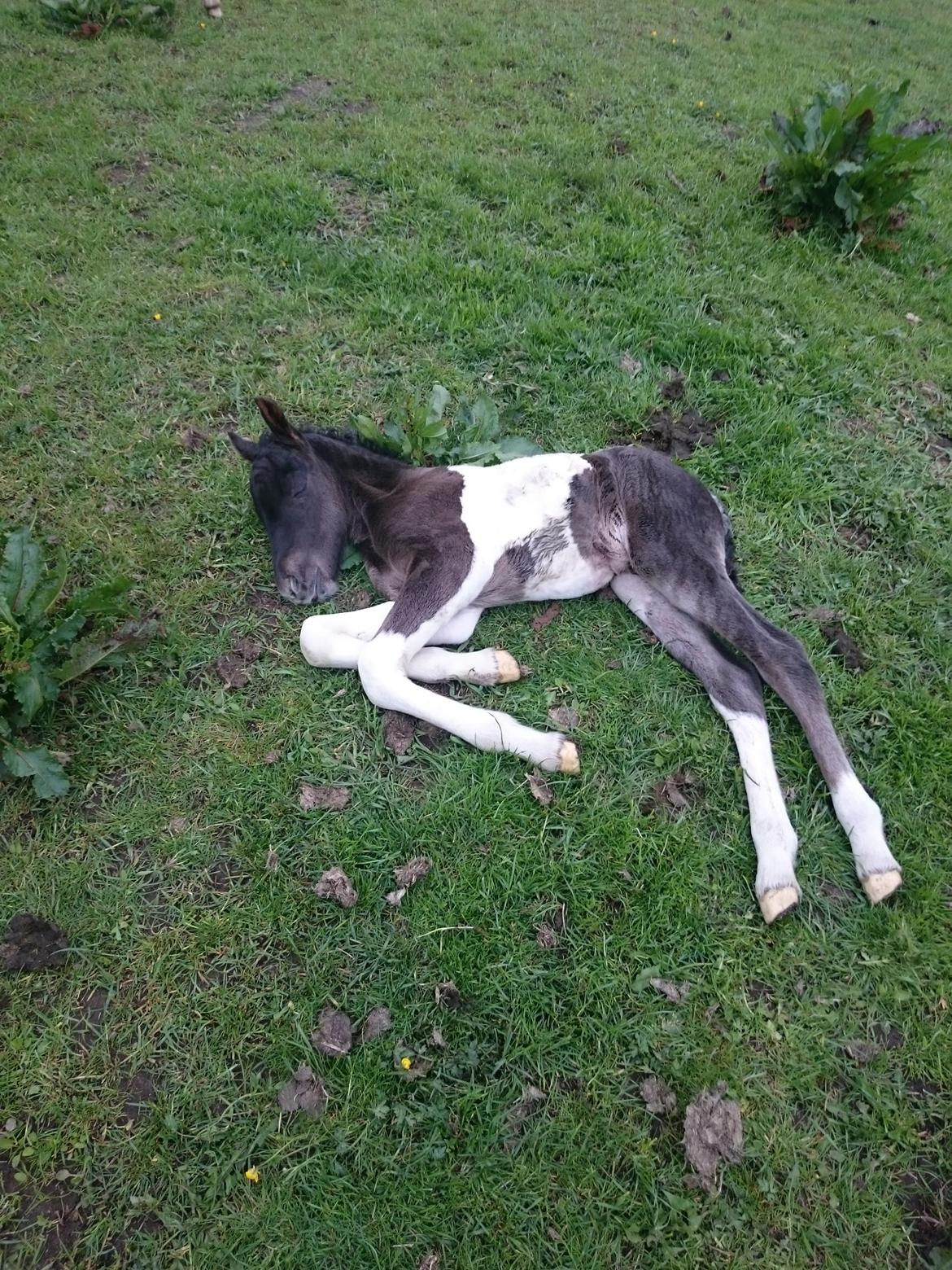 Islænder Ragnar frá Gammeltoft  billede 10