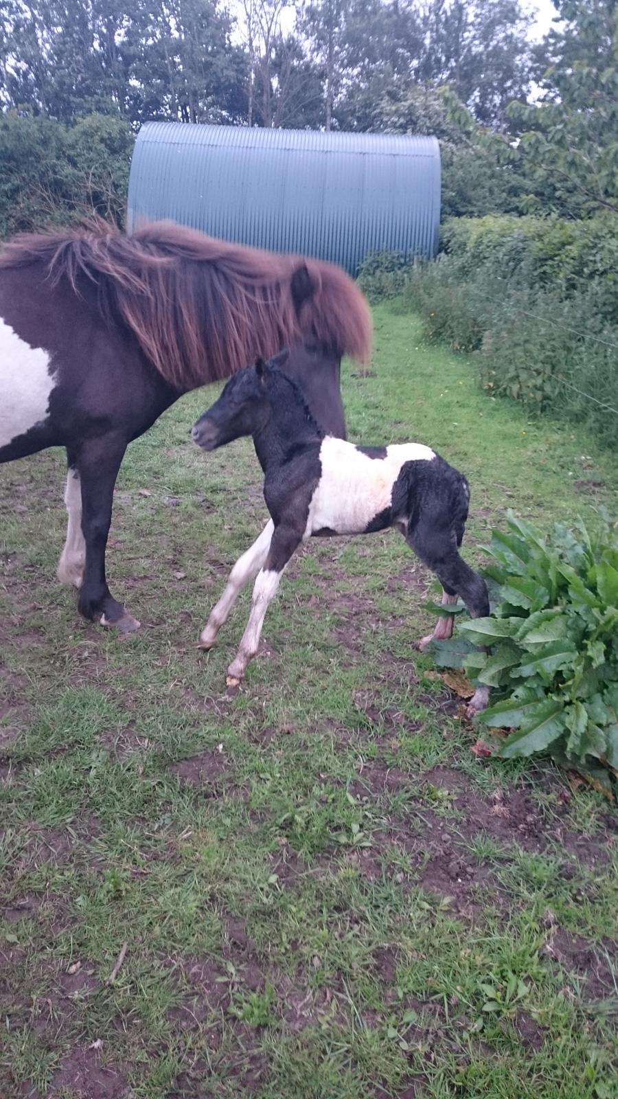Islænder Ragnar frá Gammeltoft  billede 11