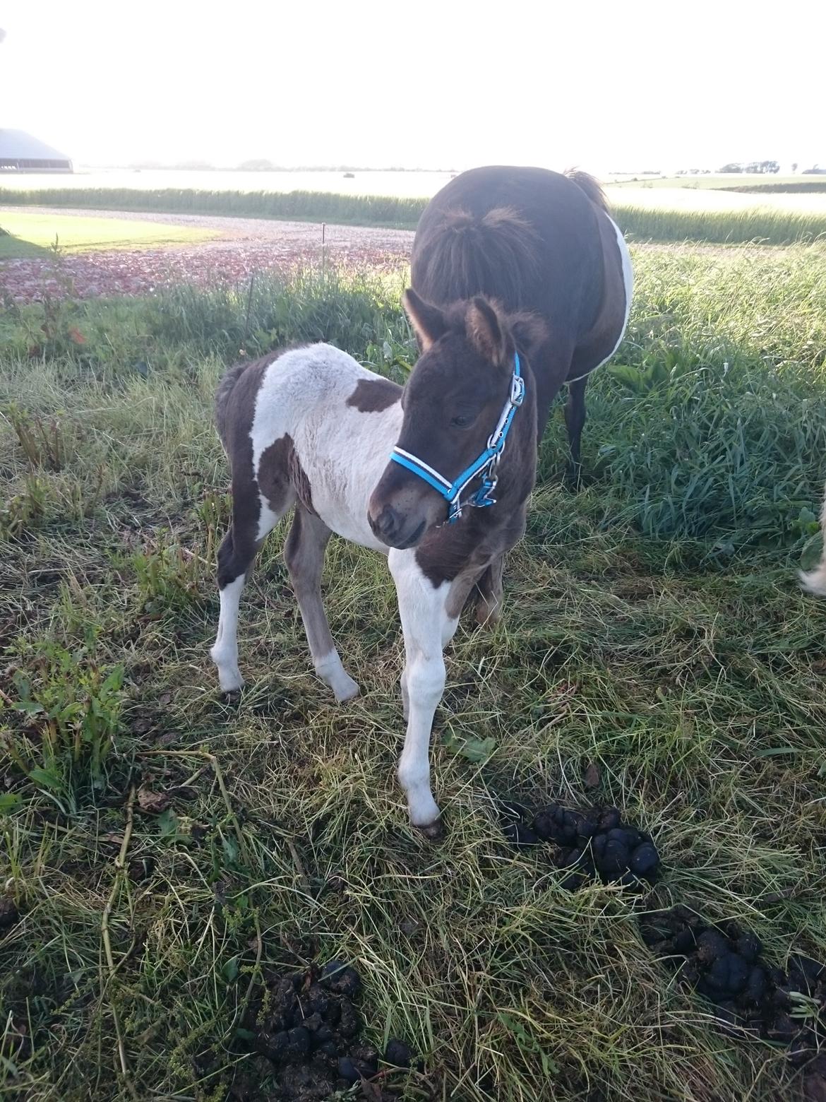 Islænder Ragnar frá Gammeltoft  billede 12