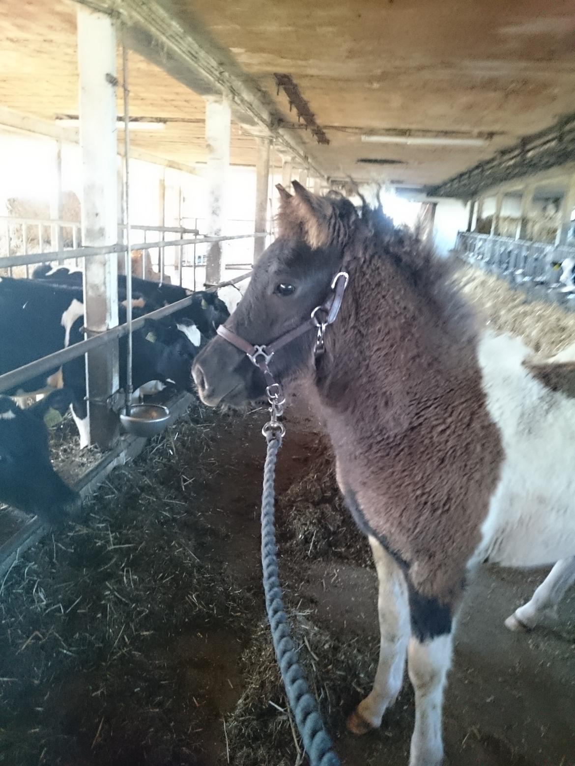 Islænder Ragnar frá Gammeltoft  billede 14
