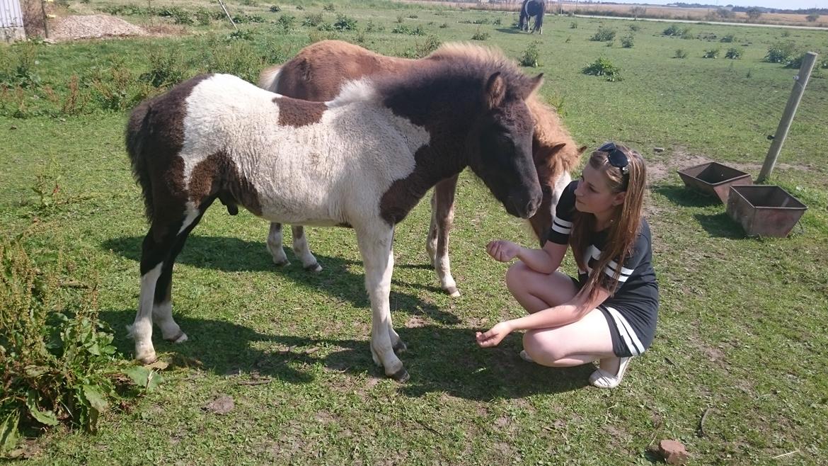 Islænder Ragnar frá Gammeltoft  billede 13