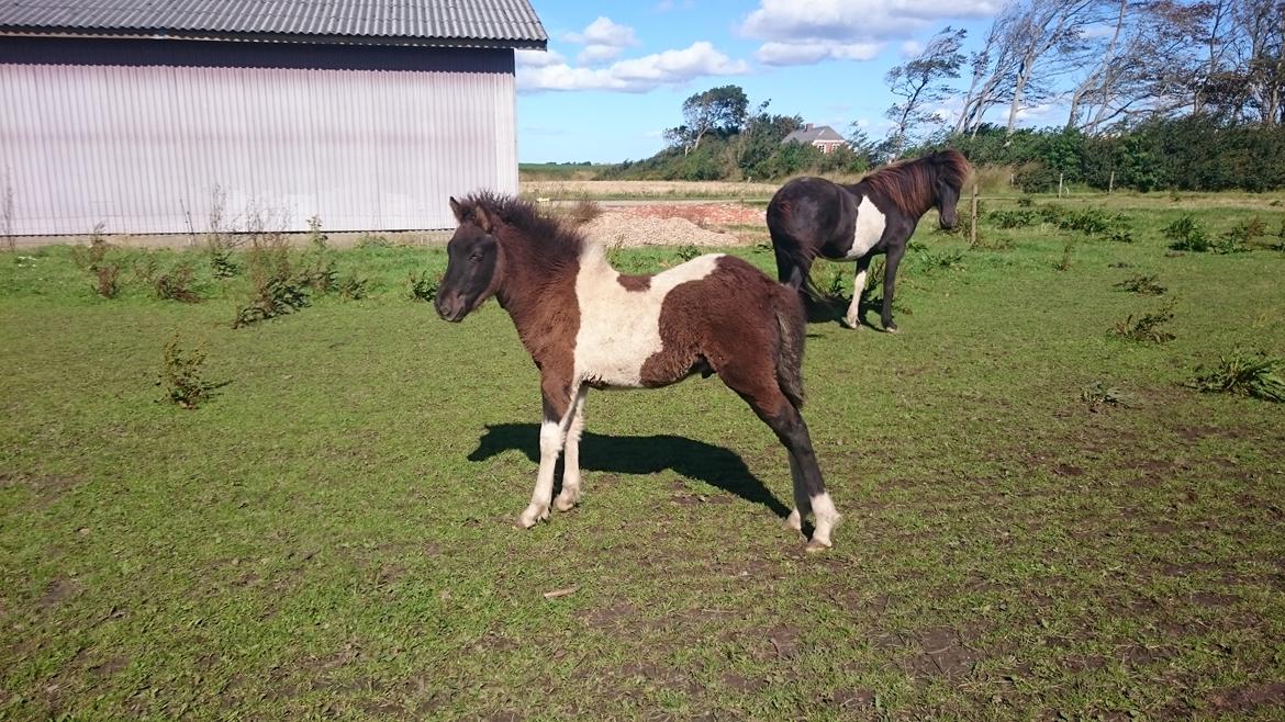 Islænder Ragnar frá Gammeltoft  billede 16