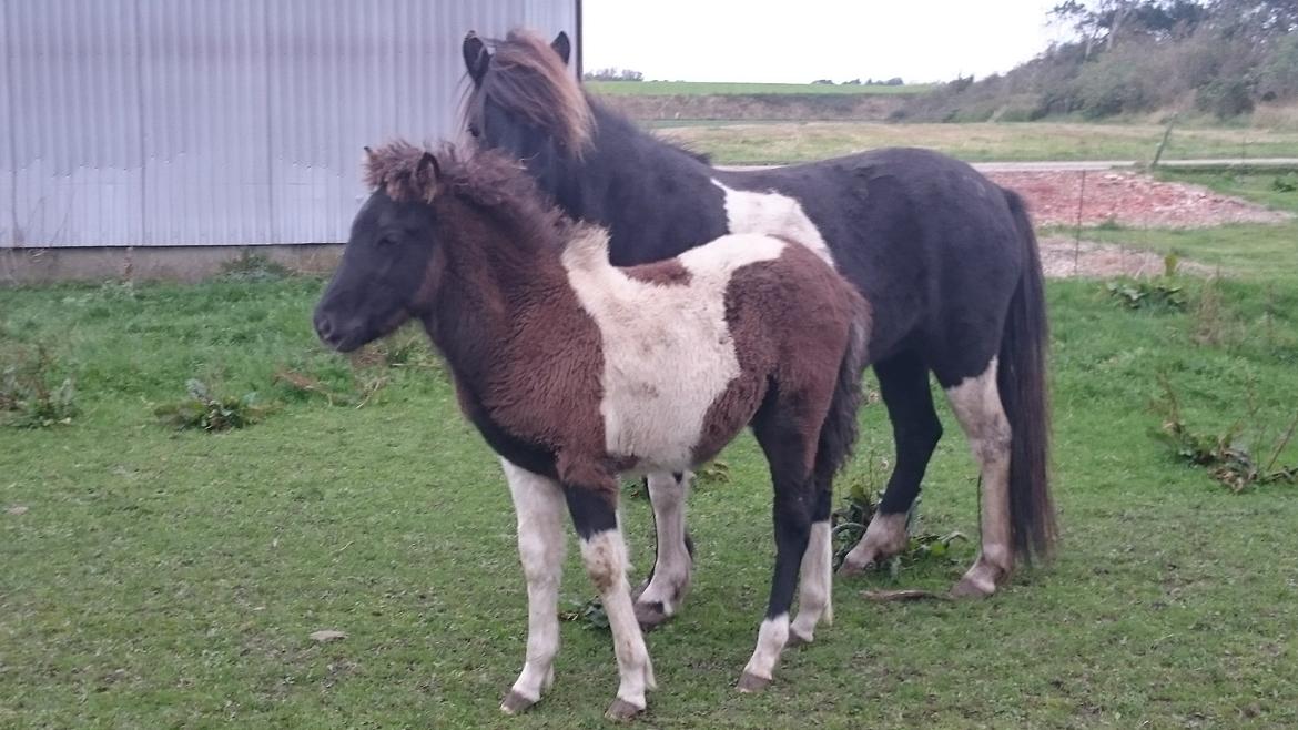 Islænder Ragnar frá Gammeltoft  billede 15