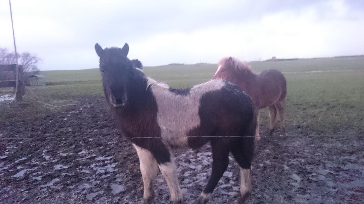 Islænder Ragnar frá Gammeltoft  billede 17