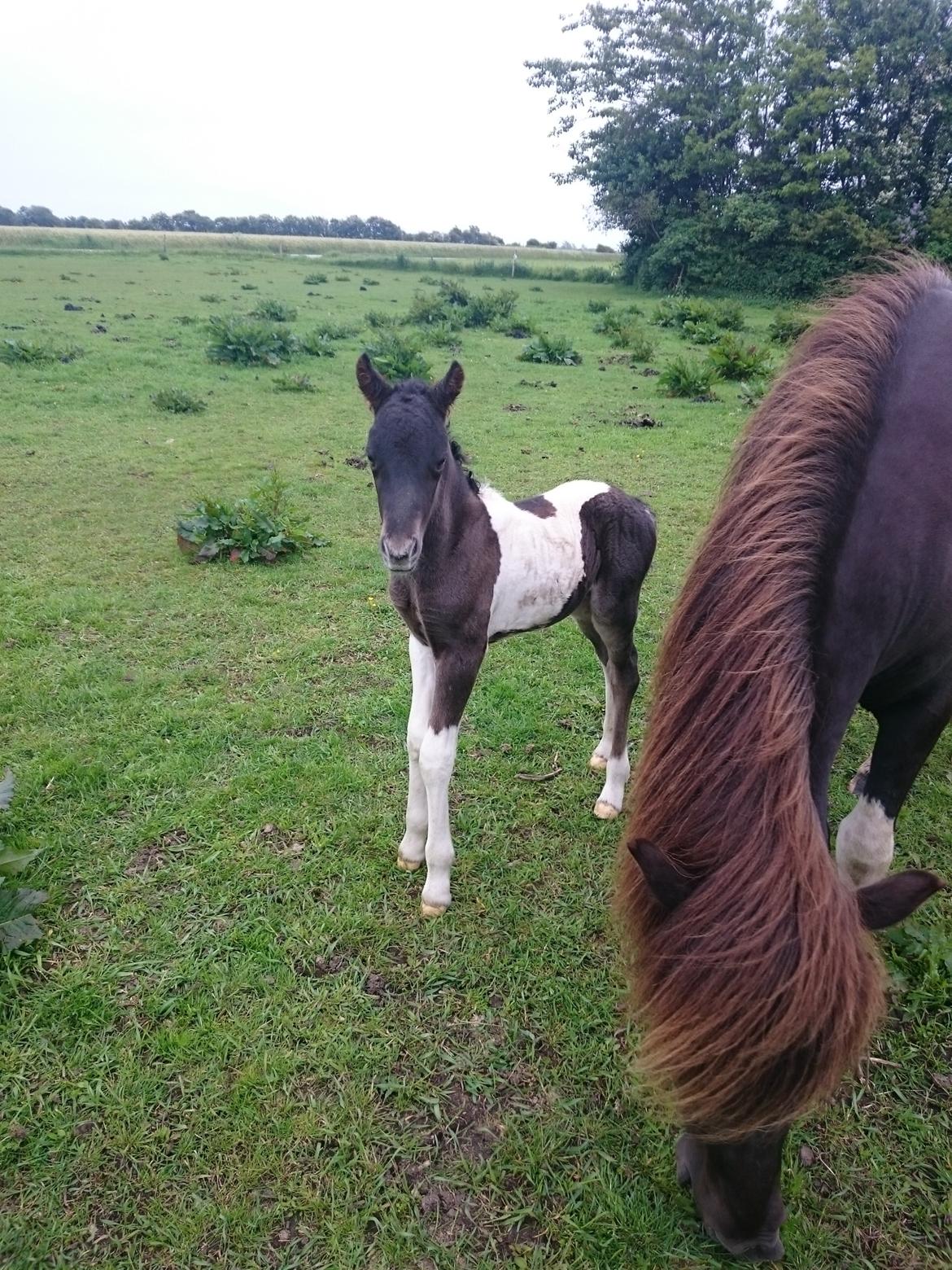 Islænder Ragnar frá Gammeltoft  billede 6