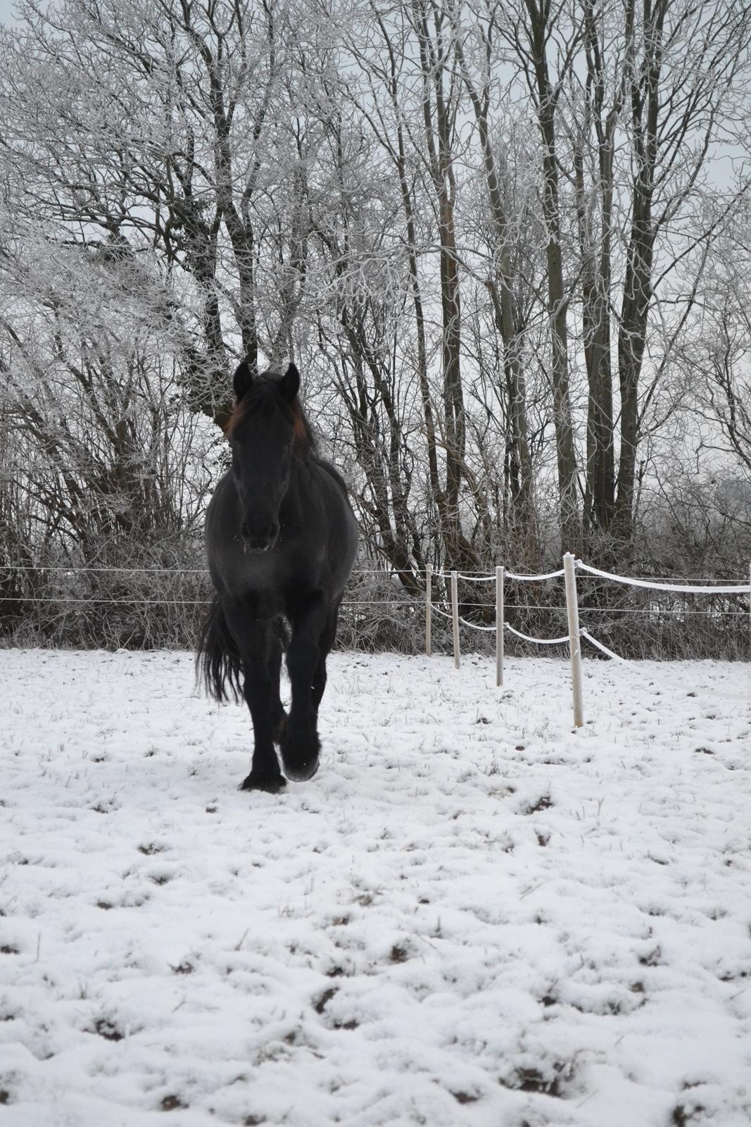 Frieser Van Helsing billede 23