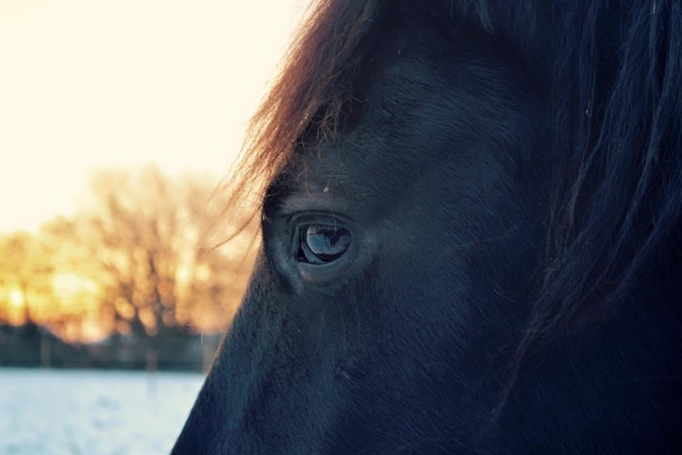 Frieser Van Helsing billede 26