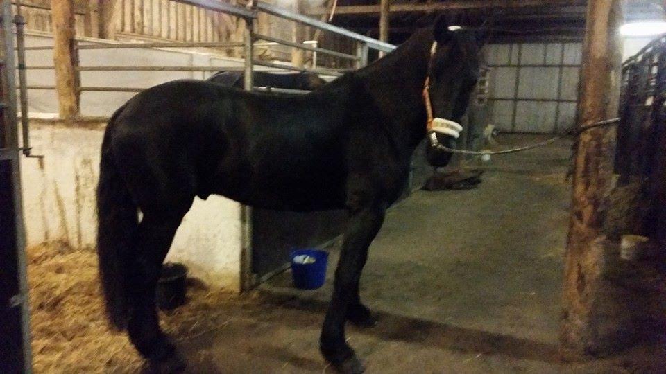 Frieser Van Helsing billede 22