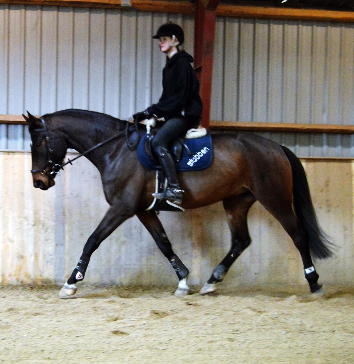 Anden særlig race Jackson Landie billede 16