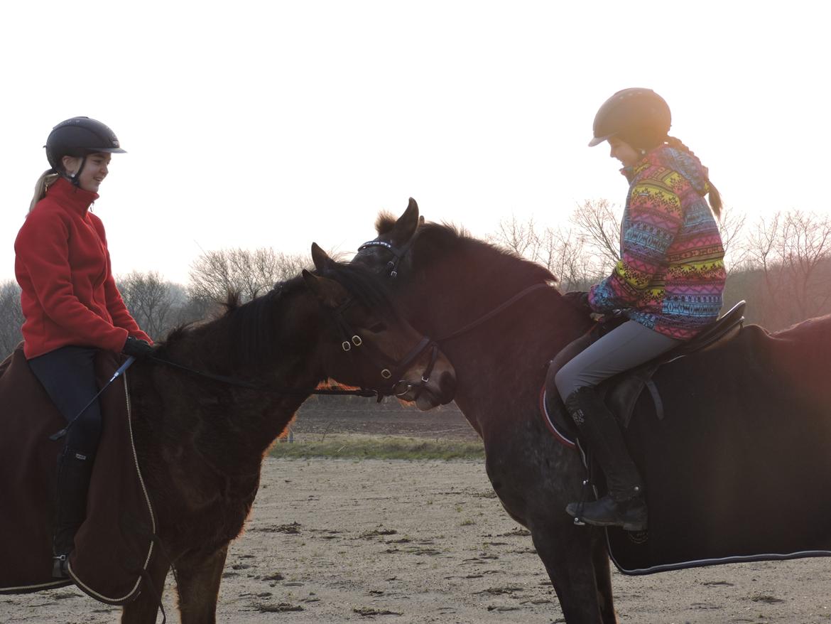 Anden særlig race Ole - Ole og Parcour <3<3 Februar 2016 billede 4