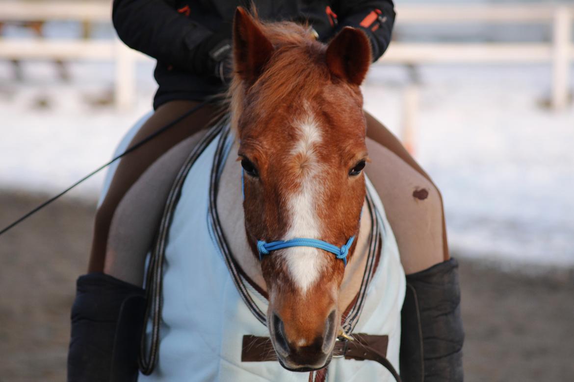 Hollandsk Sportspony Billy Boy - hygge ridning på banen<3 billede 8