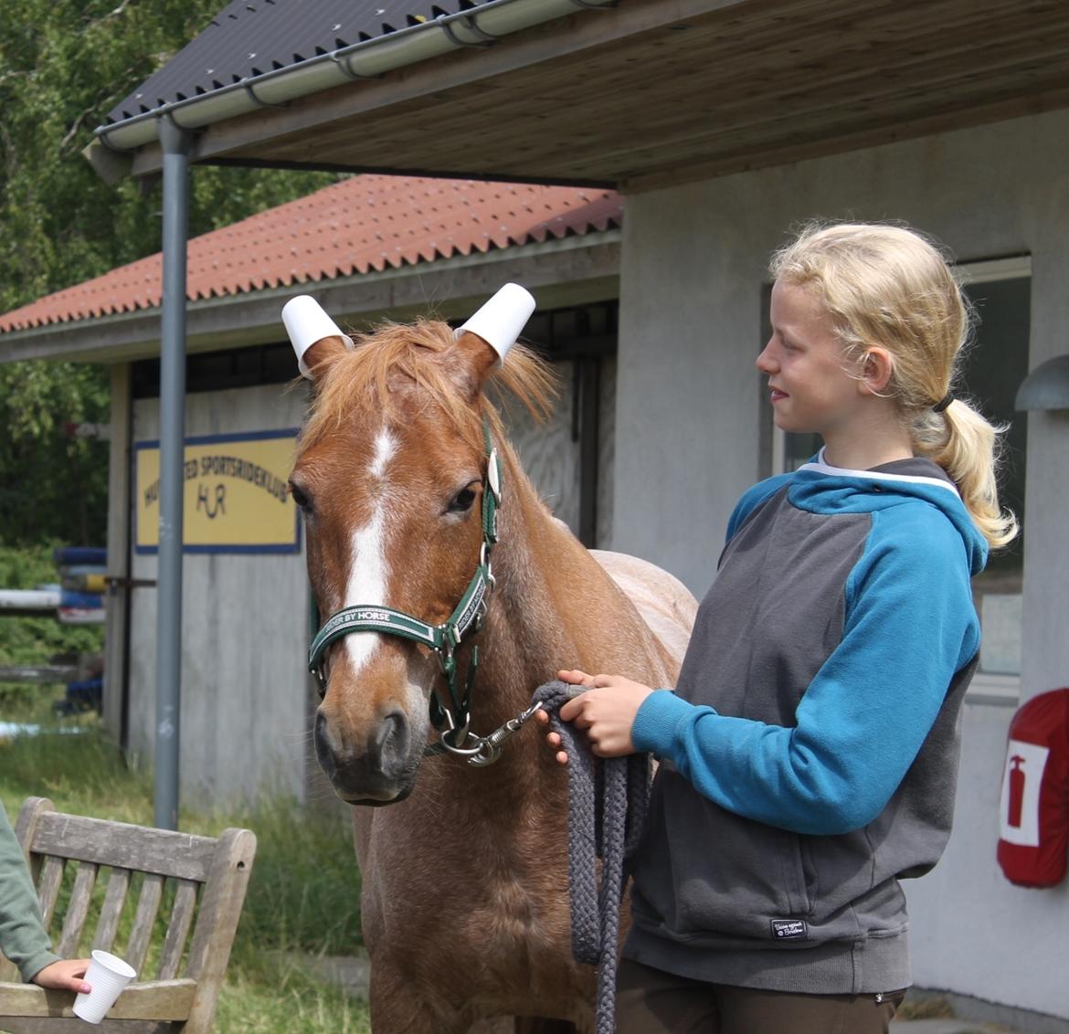 Hollandsk Sportspony Billy Boy - hygge på ridelejer 2015<3 (kopper på ørene, ja.. hvorfor ik) billede 13