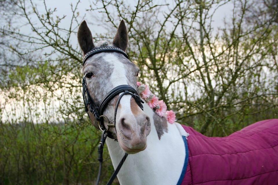 Anden særlig race Clements MilkyWay - milky posere lige ;) billede 7