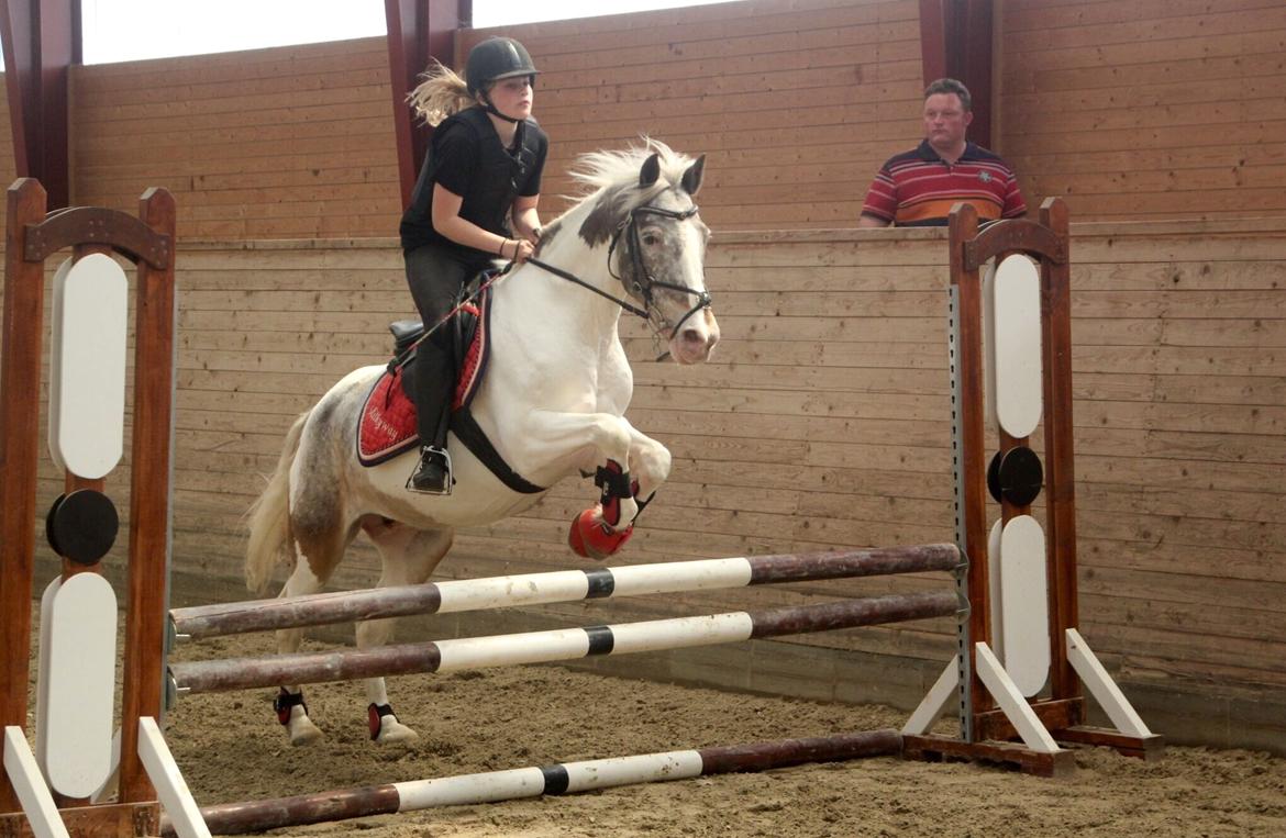 Anden særlig race Clements MilkyWay - fra en af de første gange vi springer 70 cm billede 8