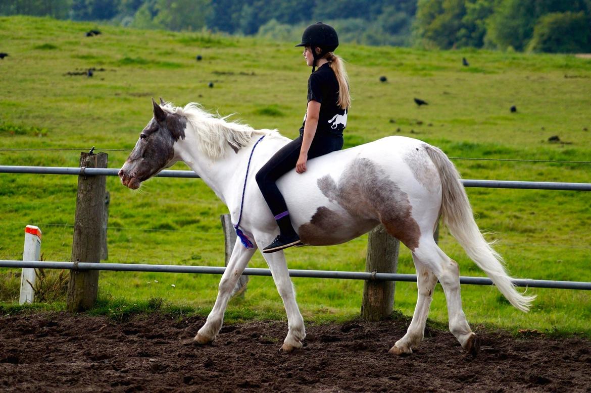Anden særlig race Clements MilkyWay - cordeo ridning er nået helt specielt billede 12