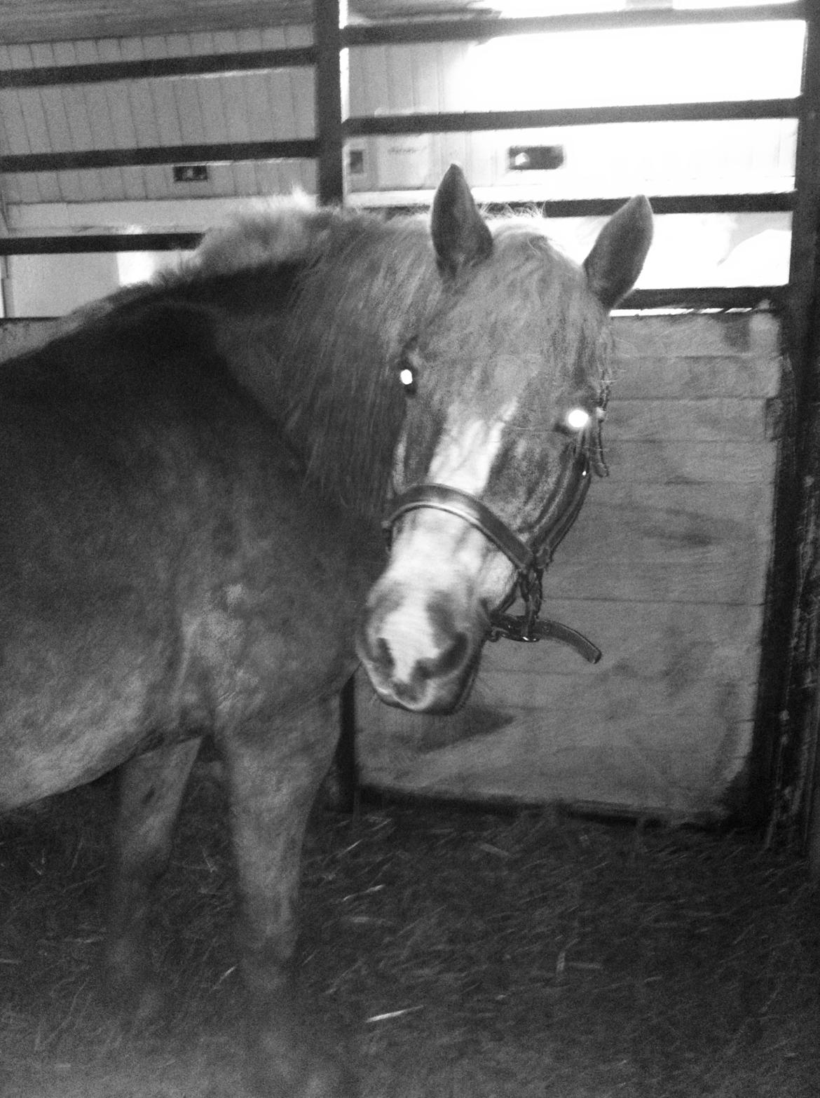 Haflinger Ferrari Bakkely billede 23