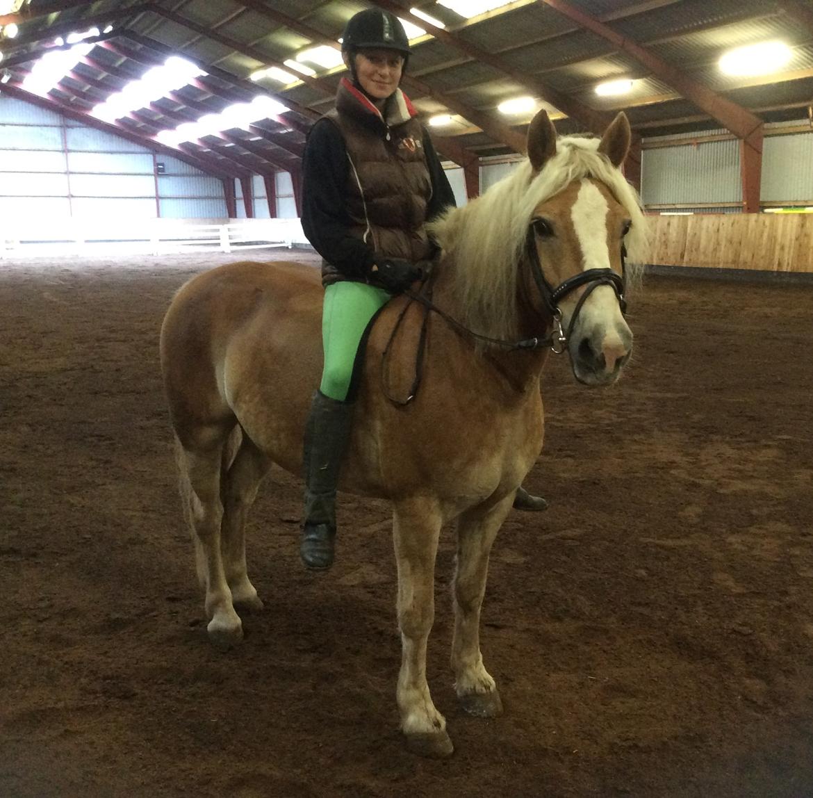 Haflinger Ferrari Bakkely - besøg ferrari efter 2 måneder efter hun blev solgt  billede 21