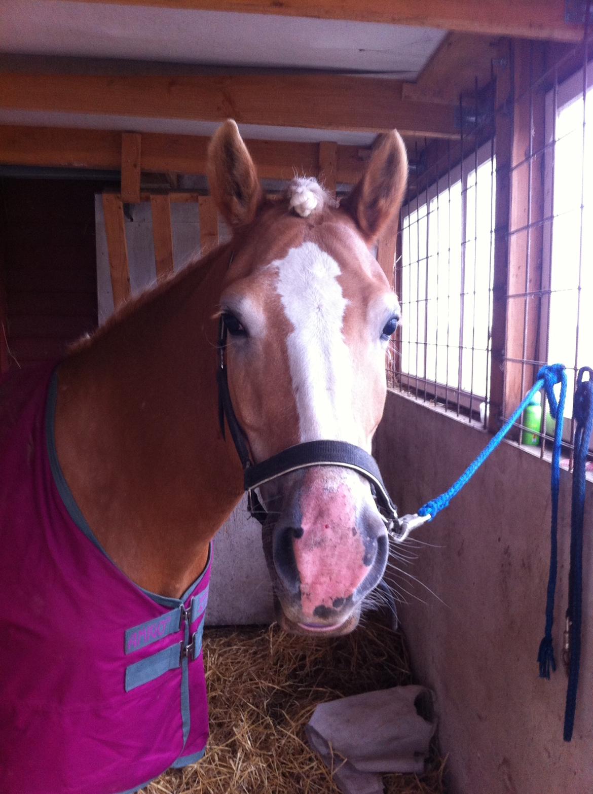 Haflinger Liane Wican billede 21