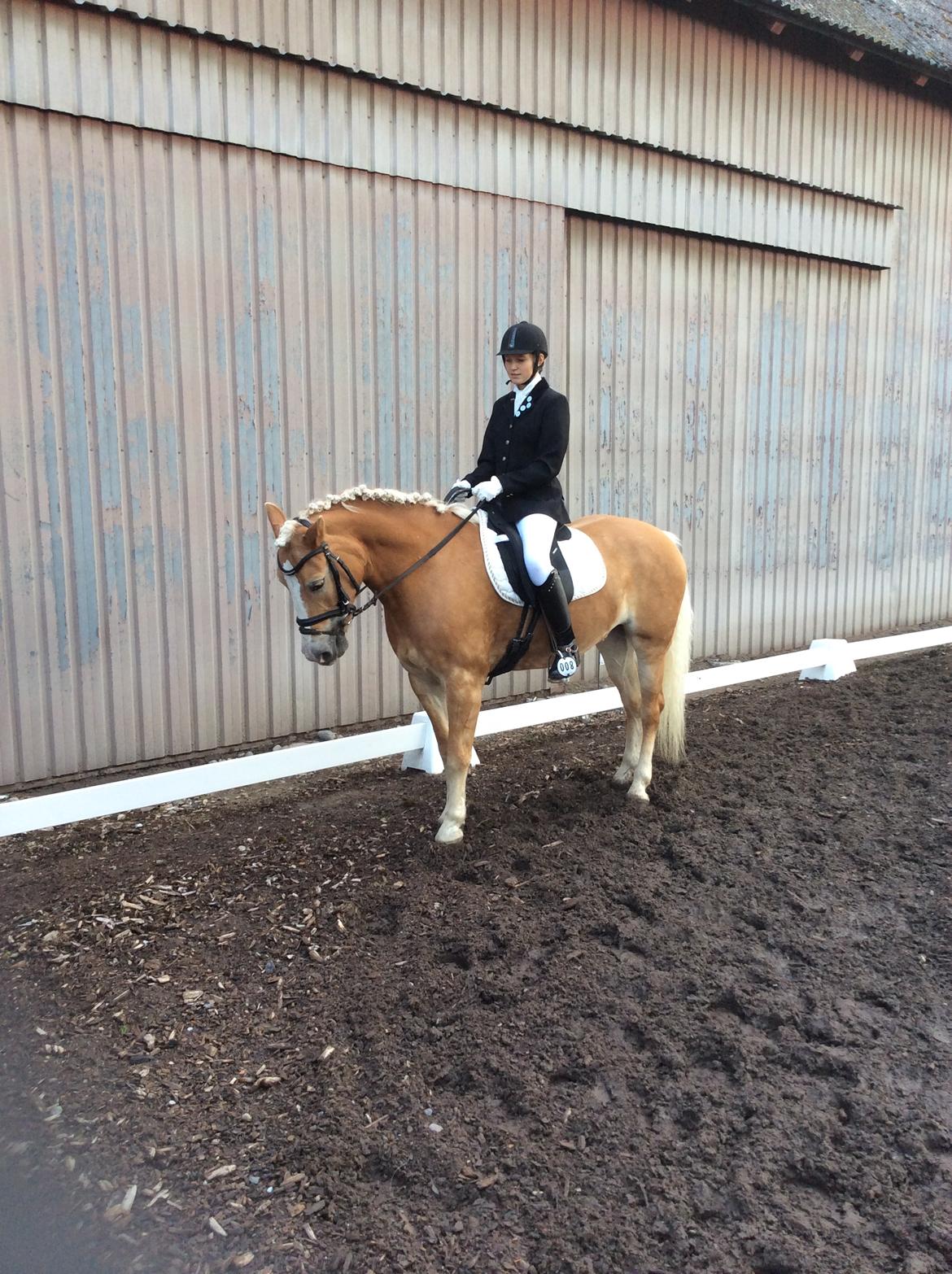 Haflinger Liane Wican billede 22