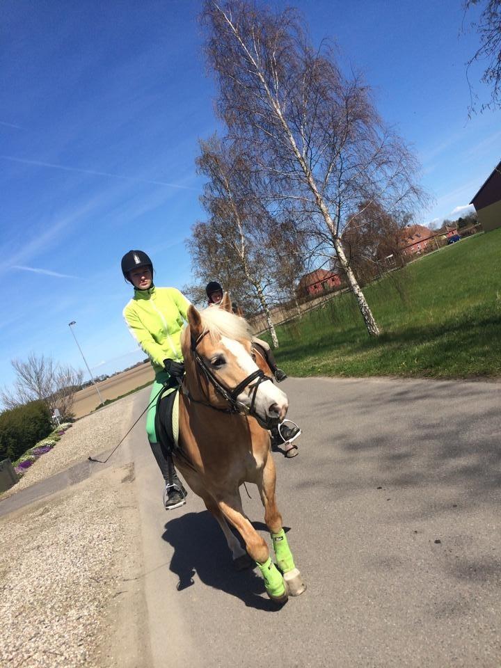 Haflinger Liane Wican billede 23