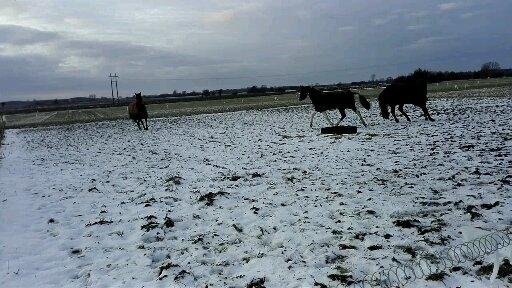 Anden særlig race Petite billede 9