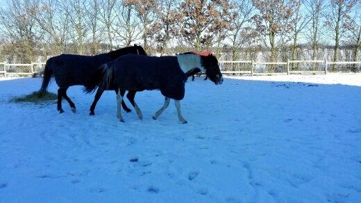 Anden særlig race Petite billede 12