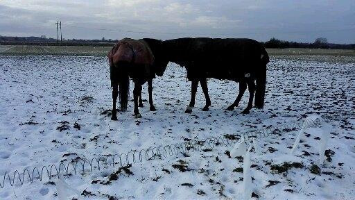 Anden særlig race Petite billede 10