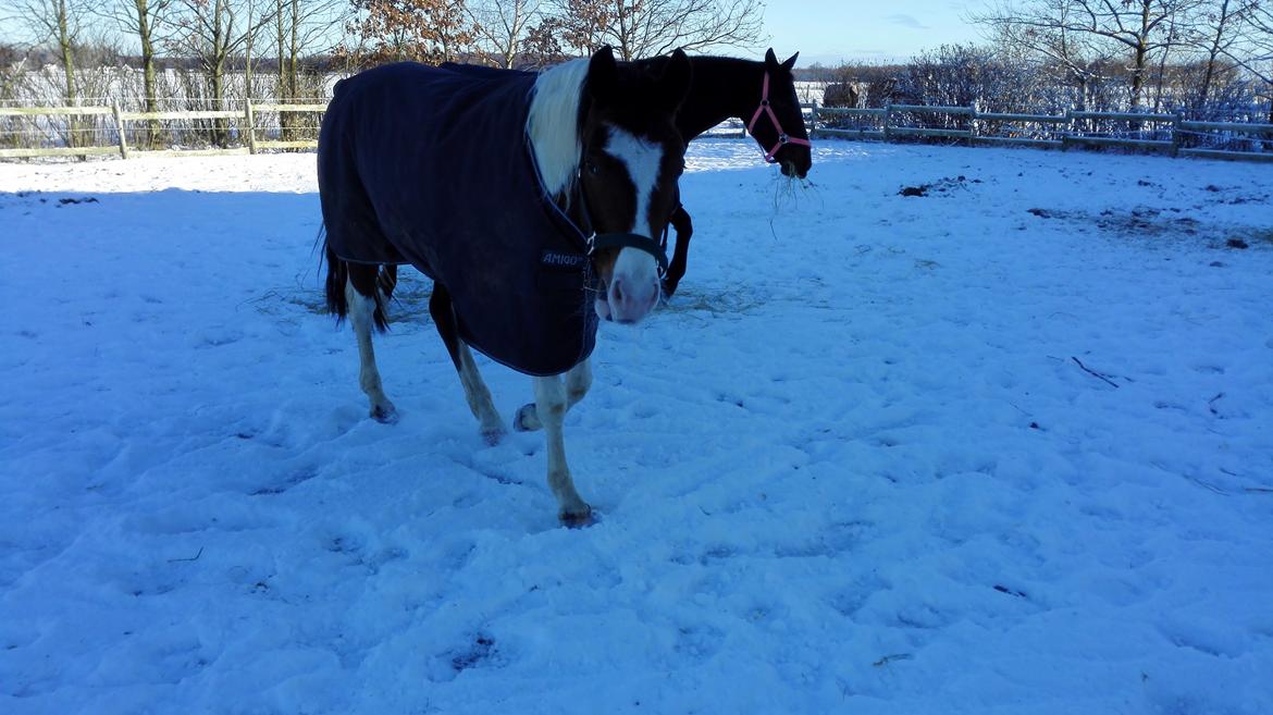 Anden særlig race Petite billede 13