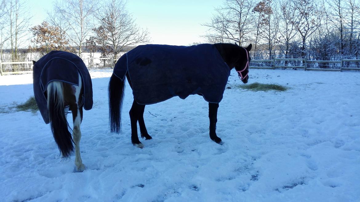 Anden særlig race Petite billede 14