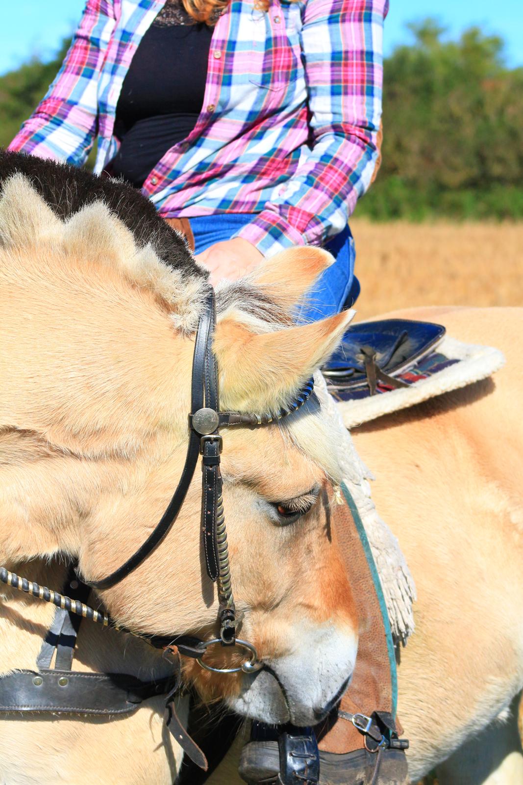 Fjordhest Leedals Lukas billede 2