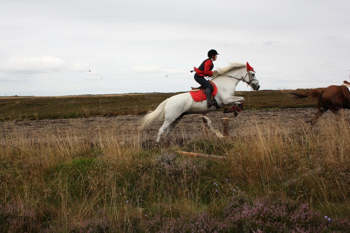 Anden særlig race MR. Mayson billede 12