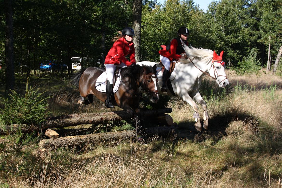 Anden særlig race MR. Mayson billede 13