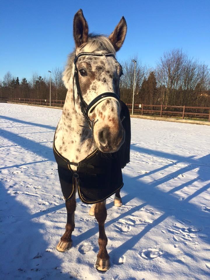 Knabstrupper Alfred af nyskoven billede 1