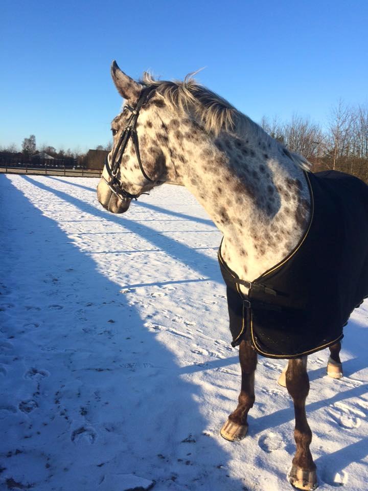 Knabstrupper Alfred af nyskoven billede 3