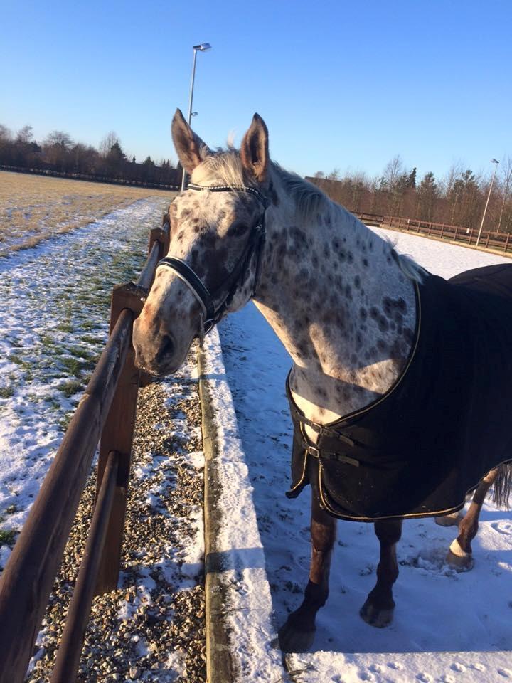 Knabstrupper Alfred af nyskoven billede 4