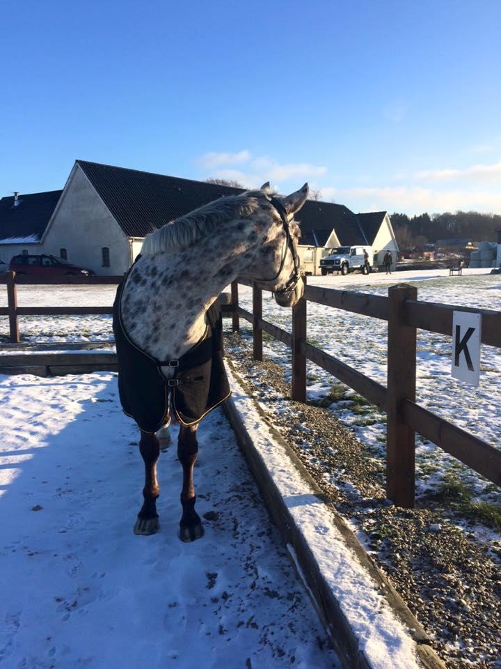 Knabstrupper Alfred af nyskoven billede 5