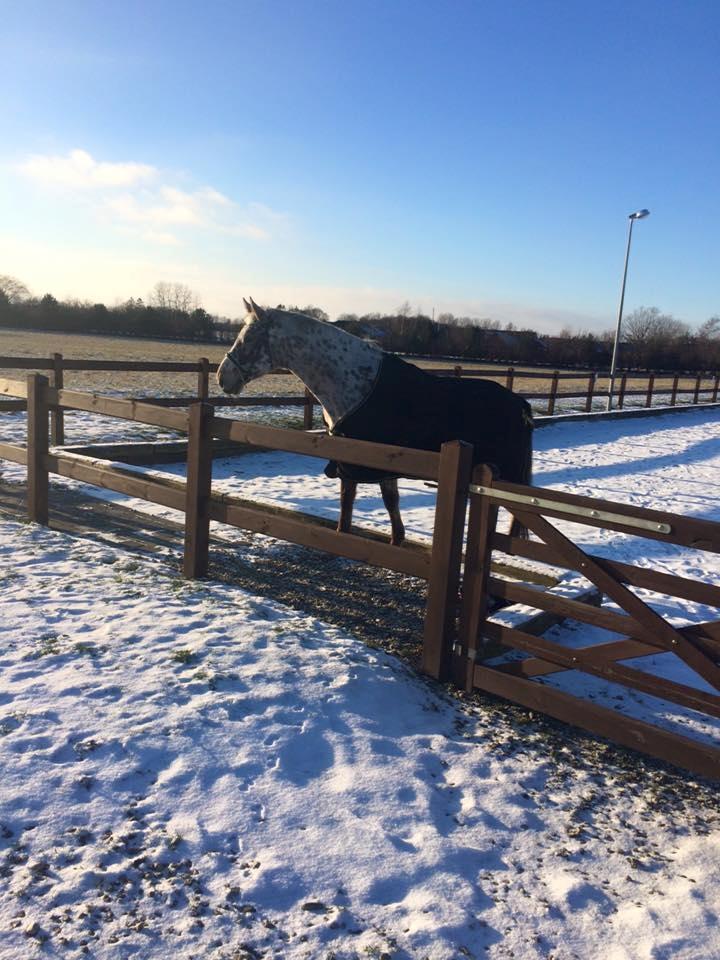 Knabstrupper Alfred af nyskoven billede 6