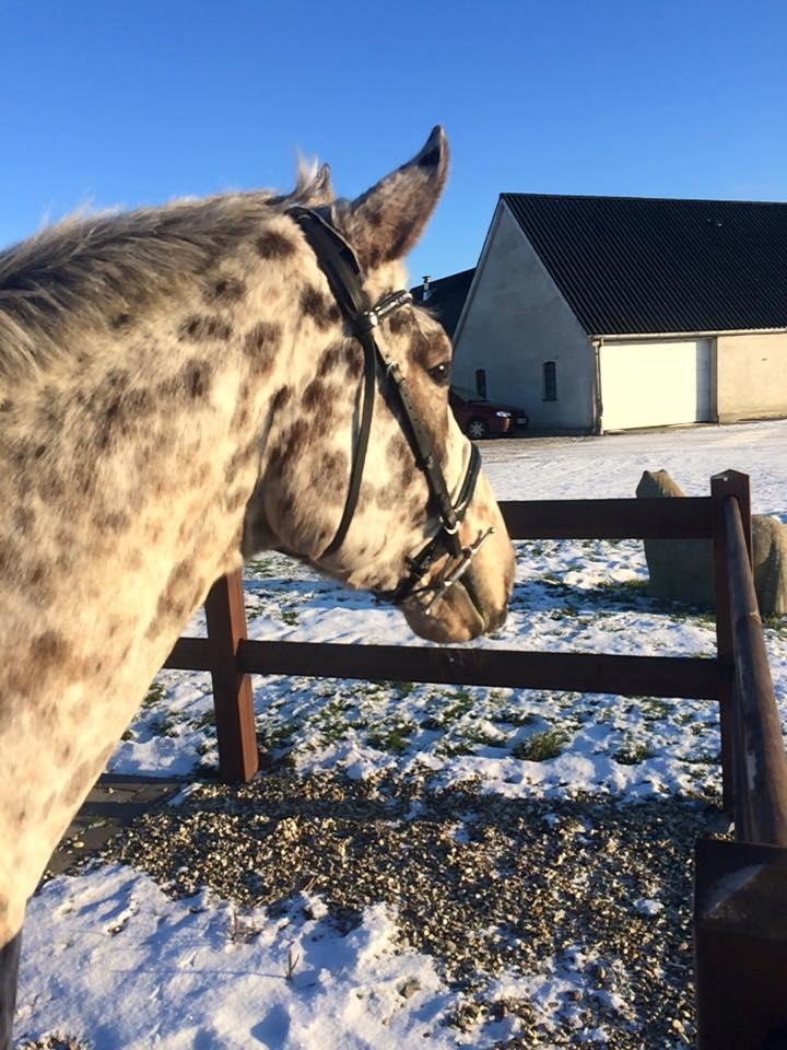 Knabstrupper Alfred af nyskoven billede 7