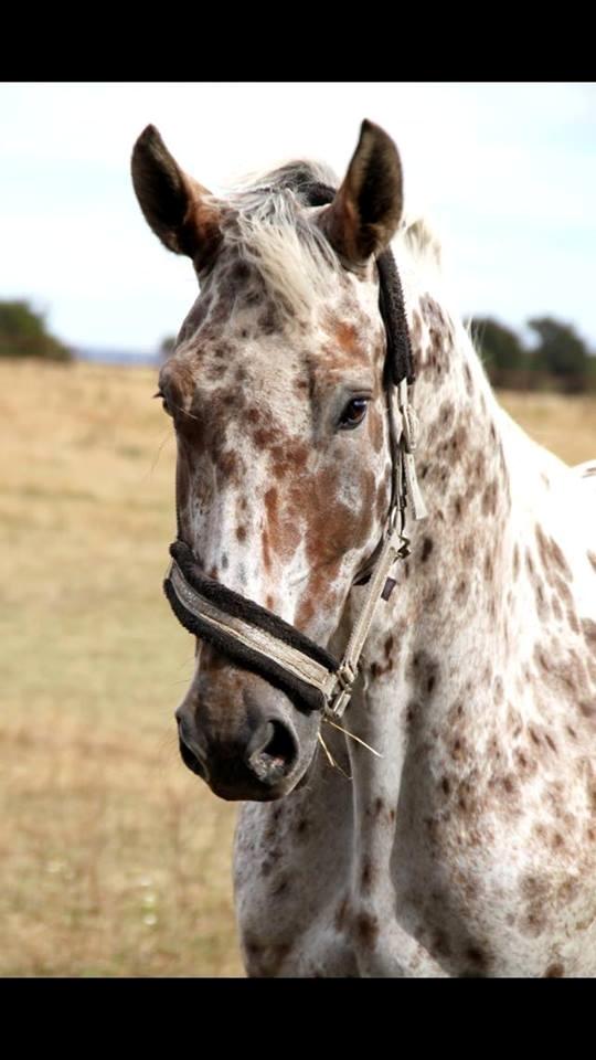 Knabstrupper Alfred af nyskoven billede 8