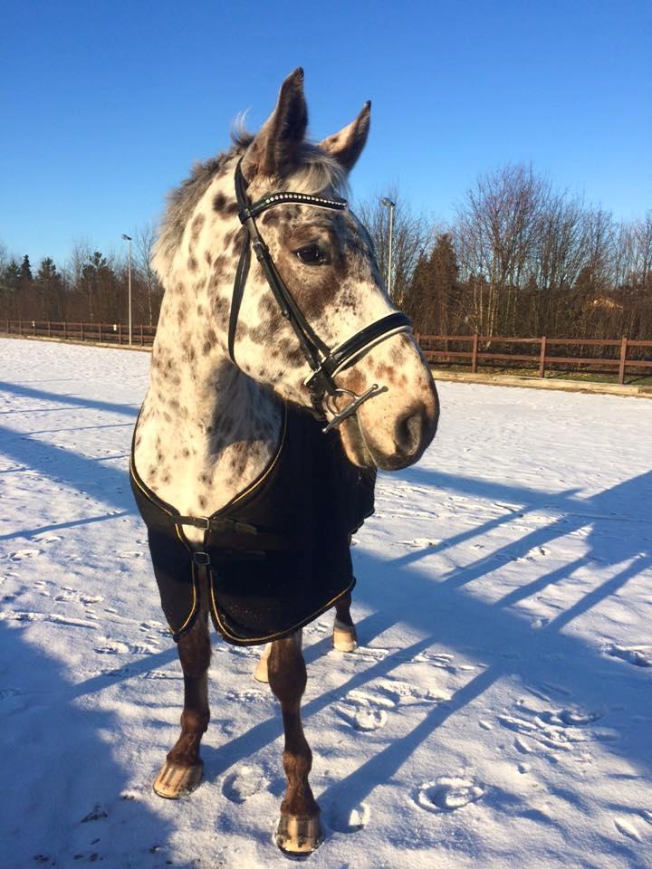 Knabstrupper Alfred af nyskoven billede 2