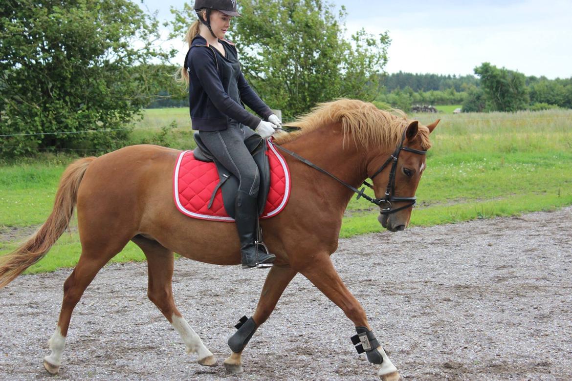 New Forest Nina (Ninja) billede 10