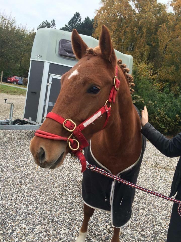 New Forest Nina (Ninja) billede 16